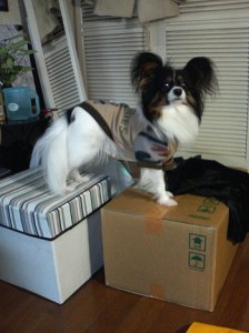 Anjing berdiri di tempat tinggi Anjing berdiri di tempat tinggi